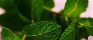 tsttt