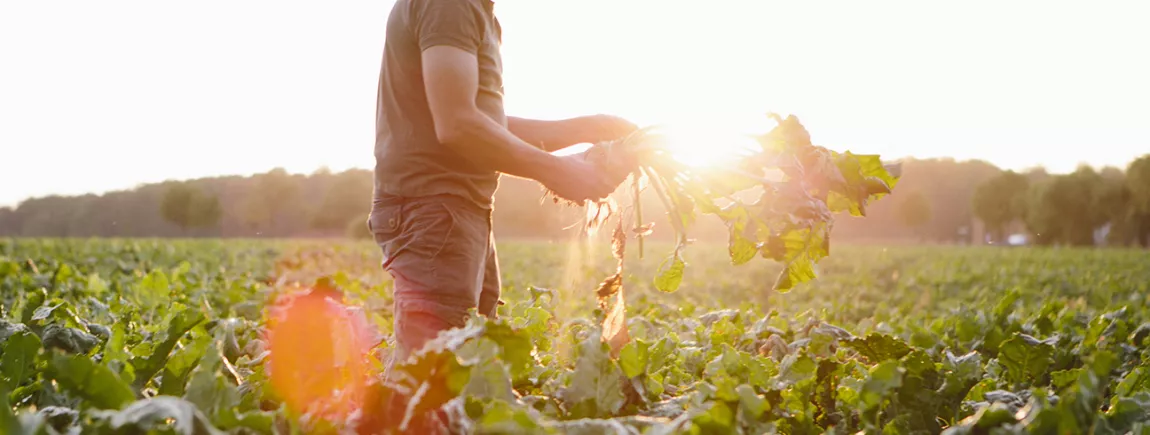 Agriculture durable : le bonheur du champ à l’assiette ! Agriculture durable