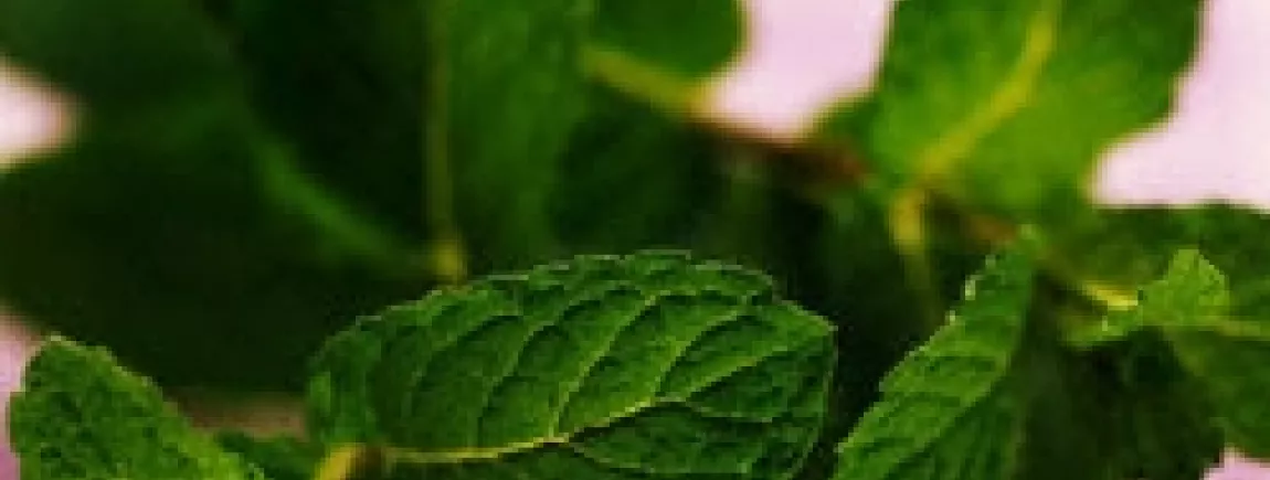 Recettes et astuces 100 % menthe Recettes et astuces 100 % menthe