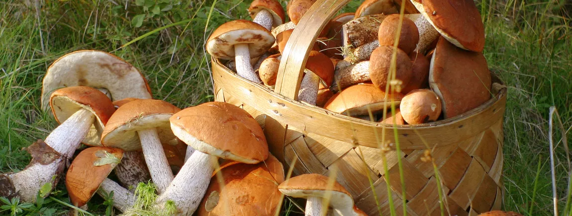 La cueillette des champignons, c’est de saison ! La cueillette des champignons, c’est de saison !