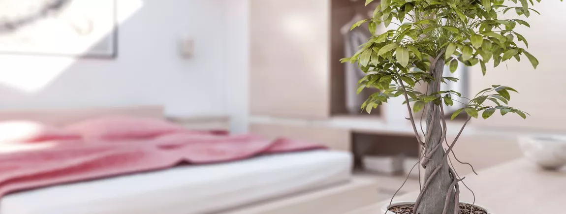 8 conseils Feng Shui pour une chambre zen ! Le feng shui au chevet de votre sommeil !